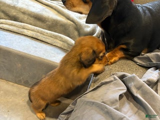 Dachshund dogs Dachshund Puppy 3 - Ad 10