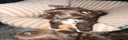 Yorkshire Terrier dogs for sale: Mocha - Ad 6