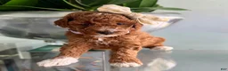 Miniature Poodle dogs for sale: Miniature Poodle 4 - Ad 4