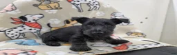 Scottish Terrier dogs for sale: Valerie - Ad 5