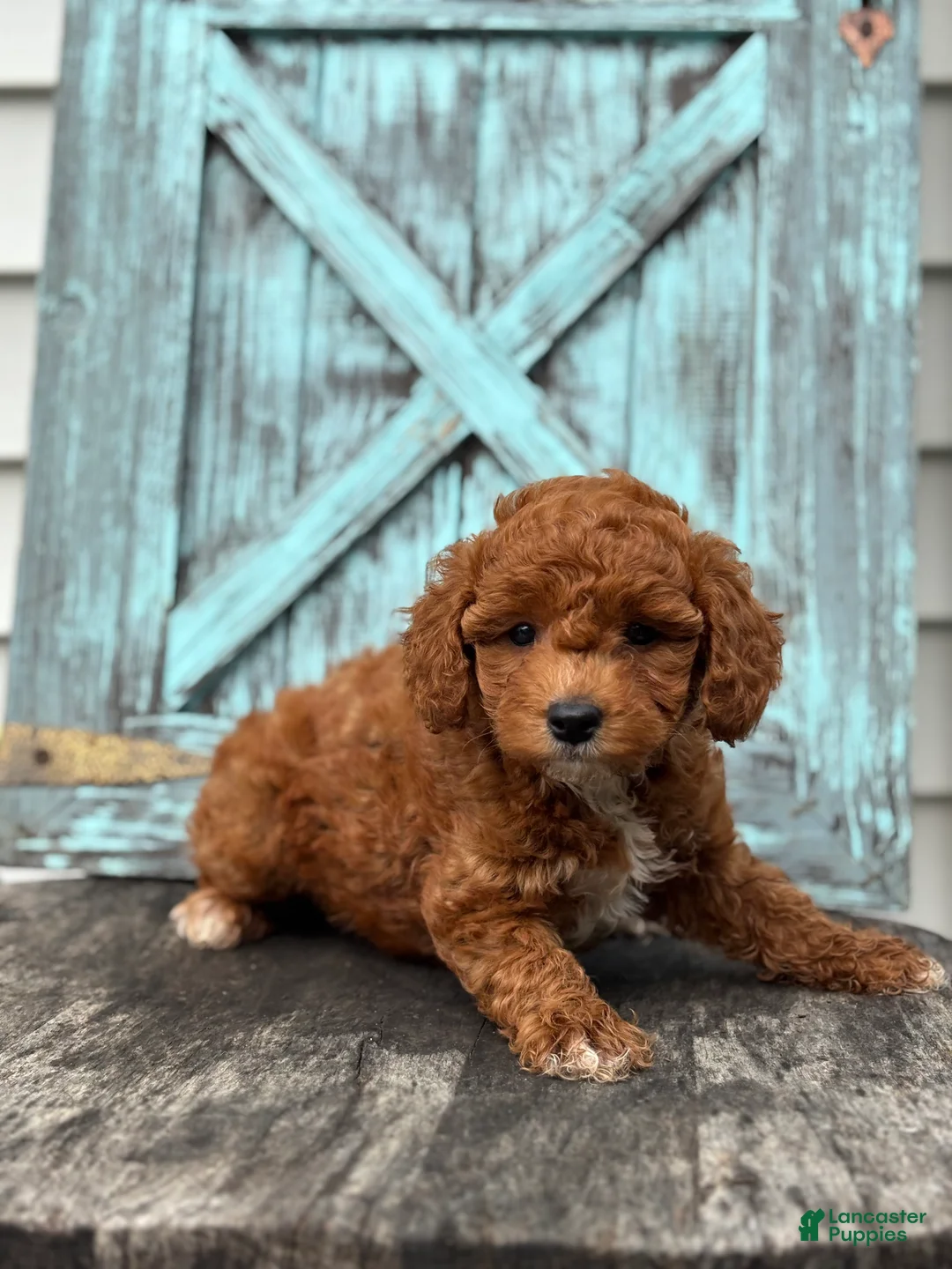 Mini Goldendoodle dogs for sale: Flora - Ad 3