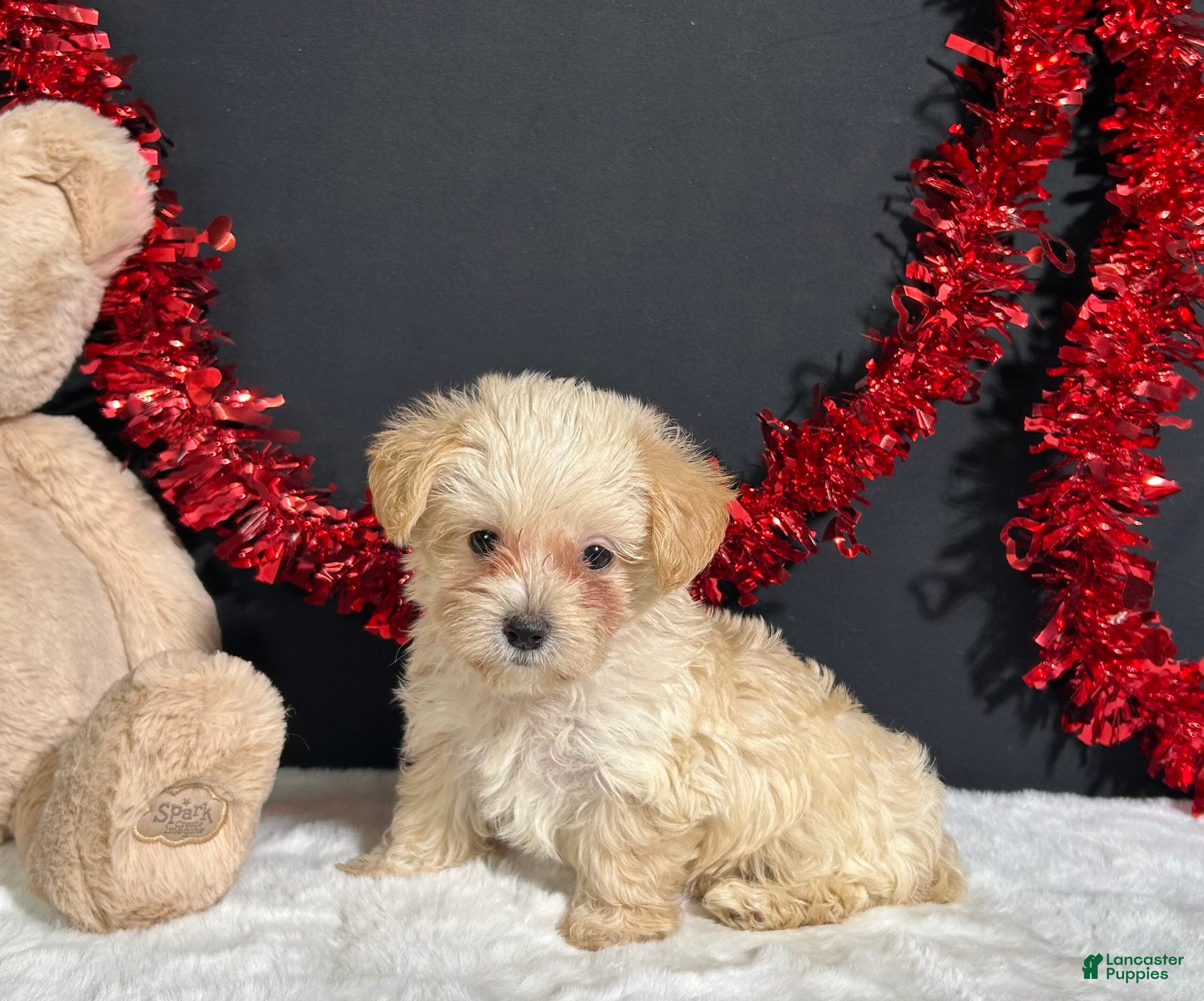 Morkie dogs Ashley - Ad 27
