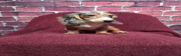 Miniature Dachshund dogs for sale: Chloe - Ad 7