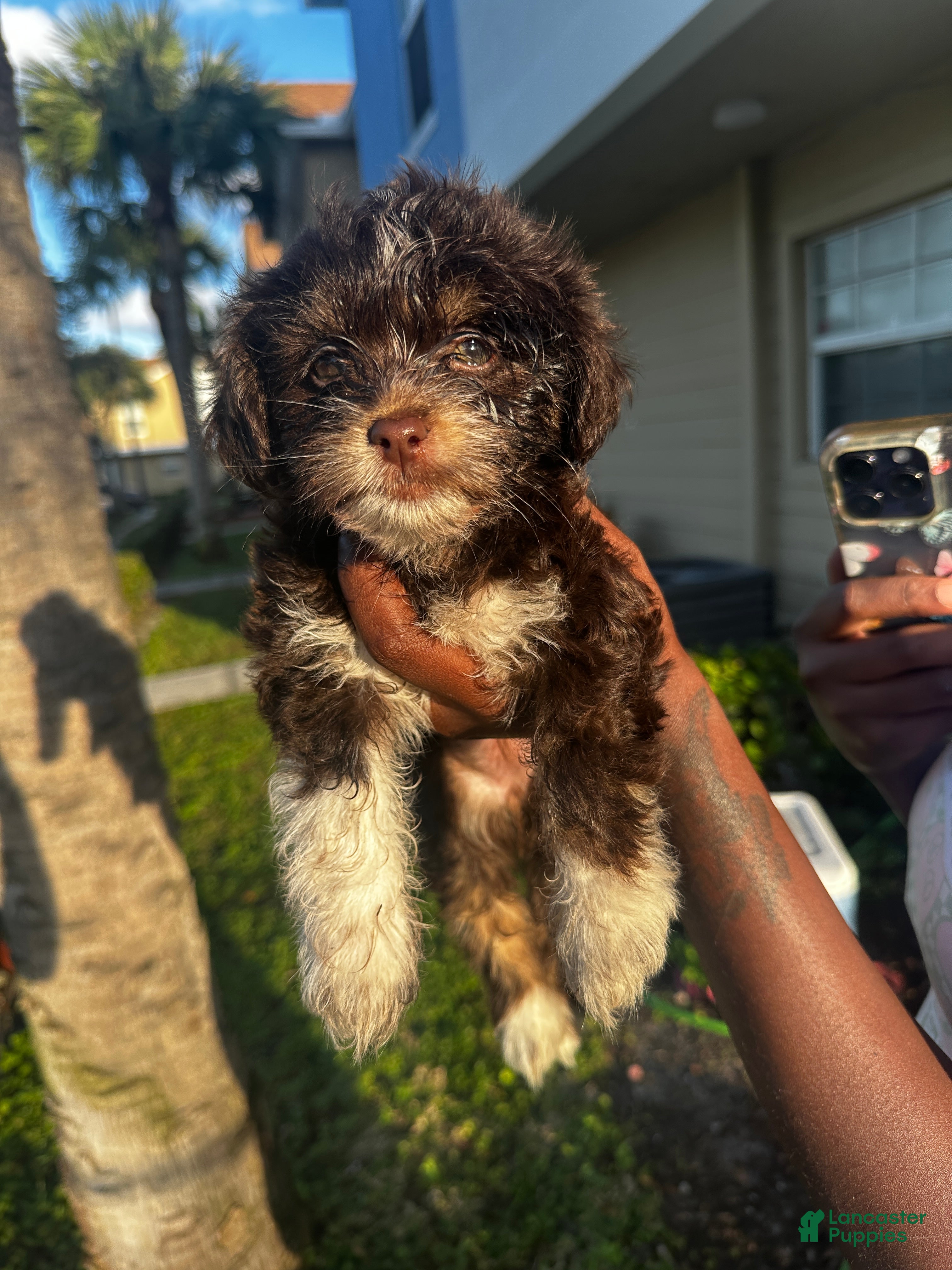 Mixed Breed dogs Mixed Breed Puppy 1 - Ad 1