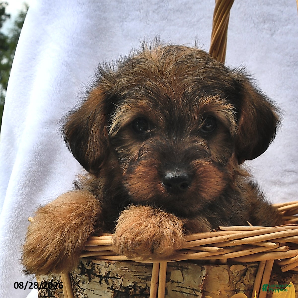 Morkie dogs Peanut  - Ad 2