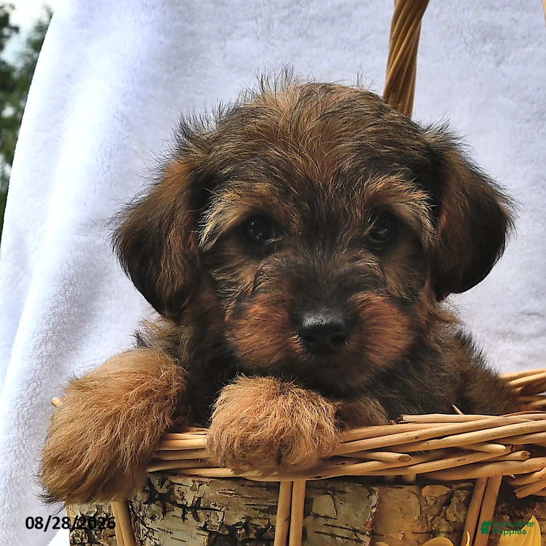 Morkie dogs for sale: Peanut  - Ad 2