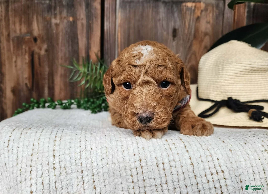 Mini Bernedoodle dogs for sale: Dallas - Ad 1