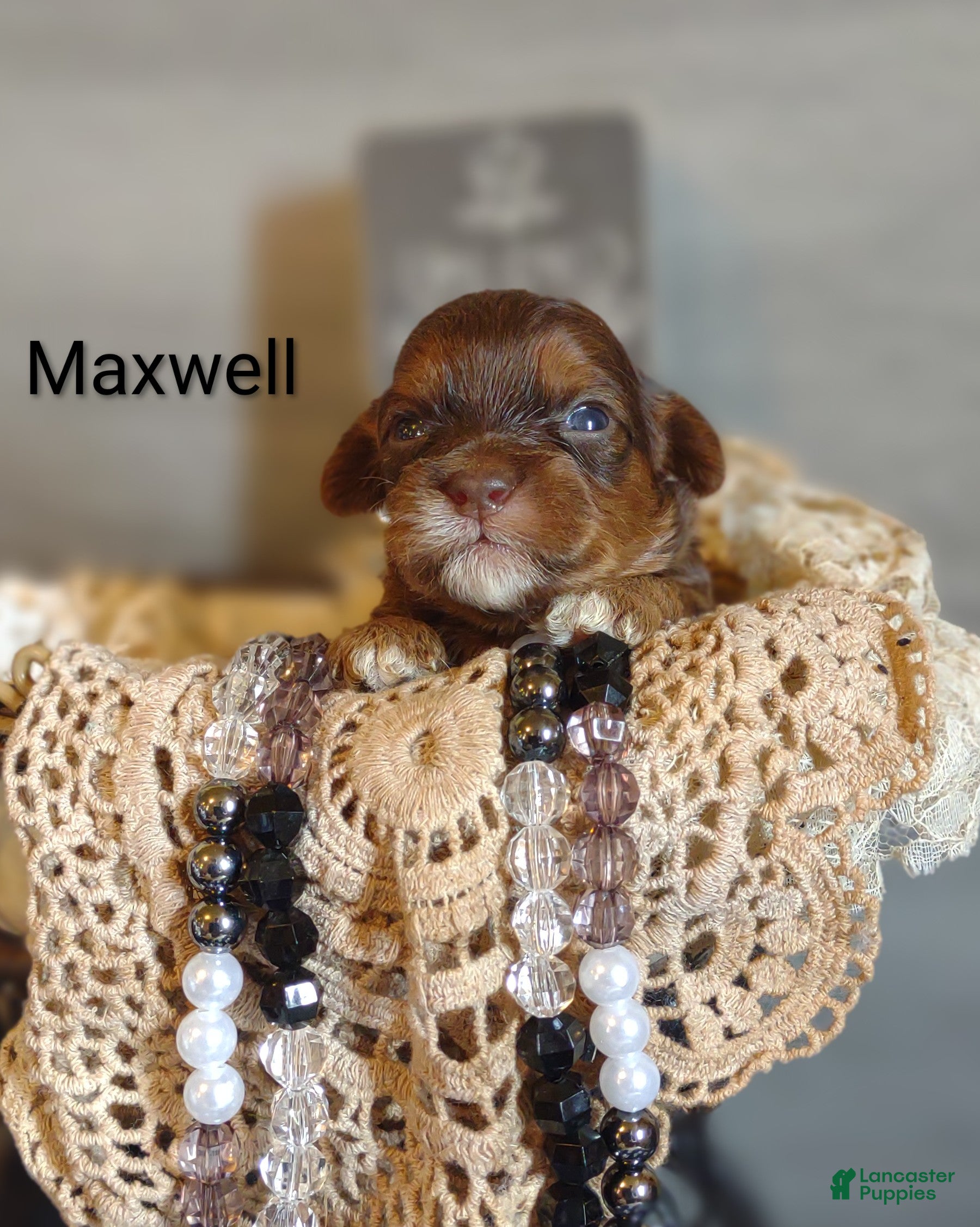 Shihpoo dogs Shihpoo Puppy 4 Maxwell  - Ad 2