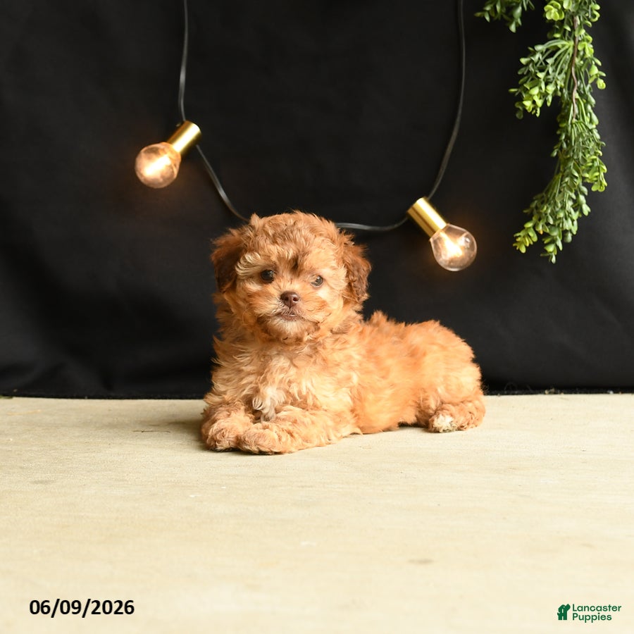 Mixed Breed dogs Foxy Loxy - Ad 2
