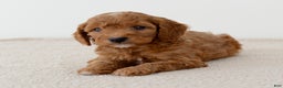 Mini Goldendoodle dogs for sale: Gingersnap-petite  - Ad 4