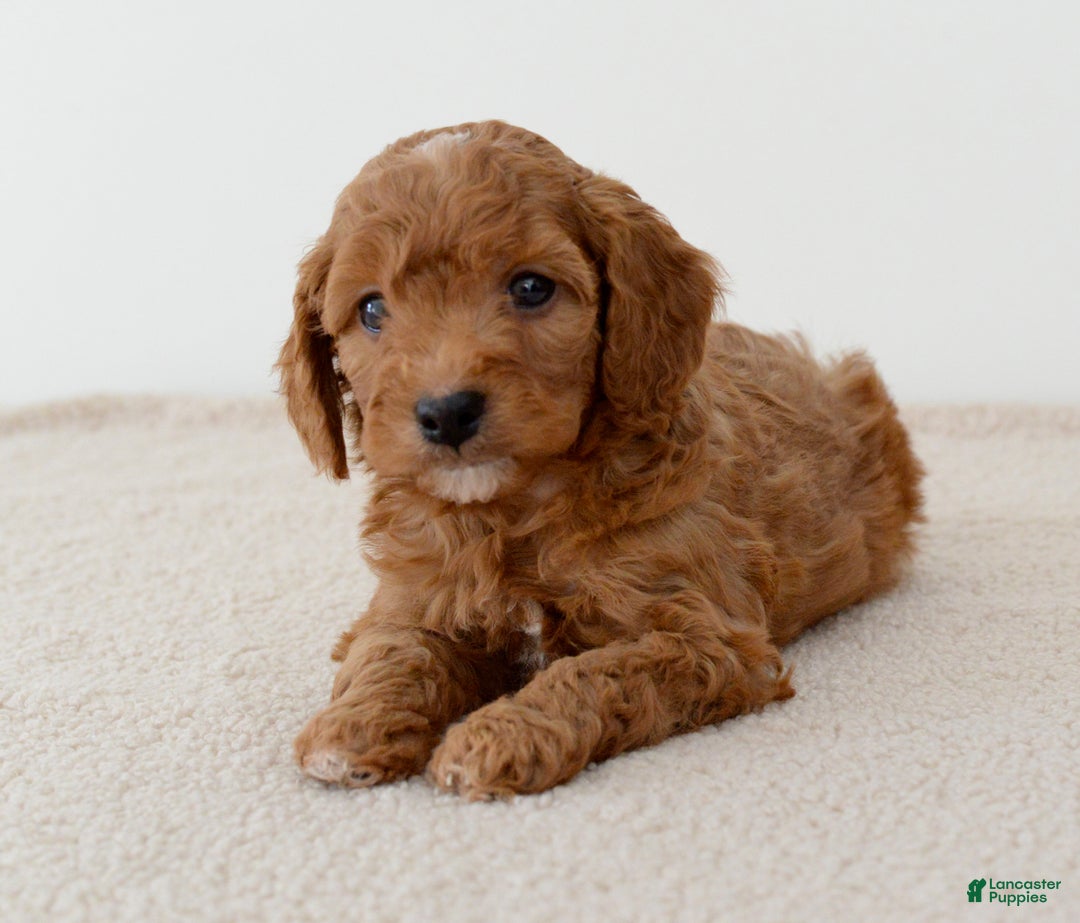 Mini Goldendoodle dogs for sale: Gingersnap-petite  - Ad 4