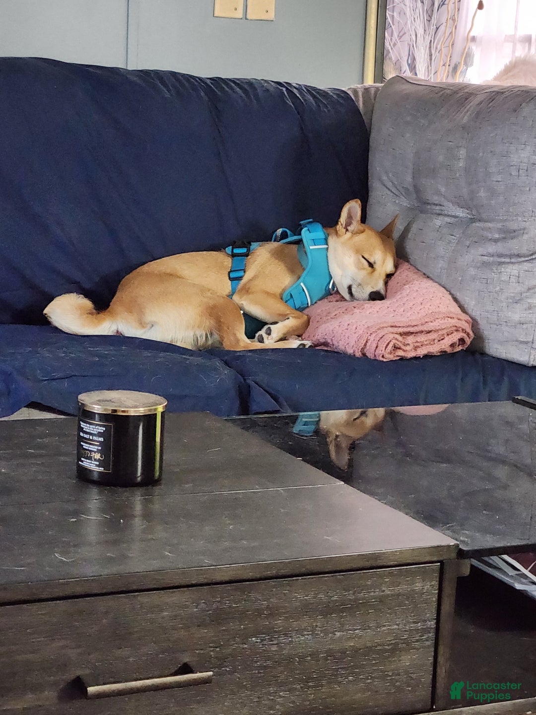 Shiba Inu dogs for stud: Akio Prince Zeke Apache Lou - Ad 7