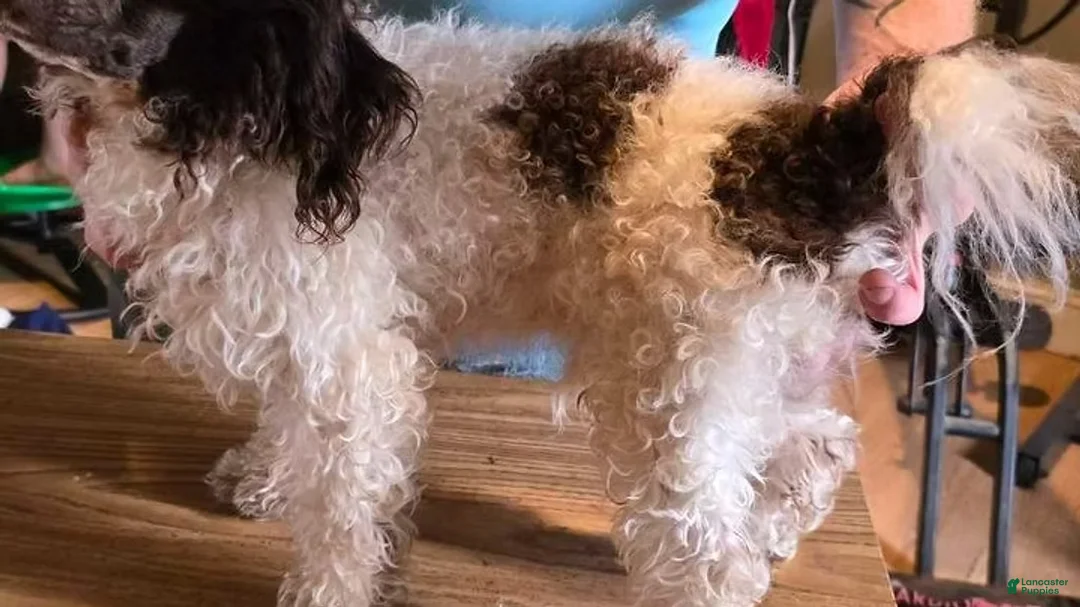 Mini Goldendoodle dogs for sale: Felicity - Ad 7