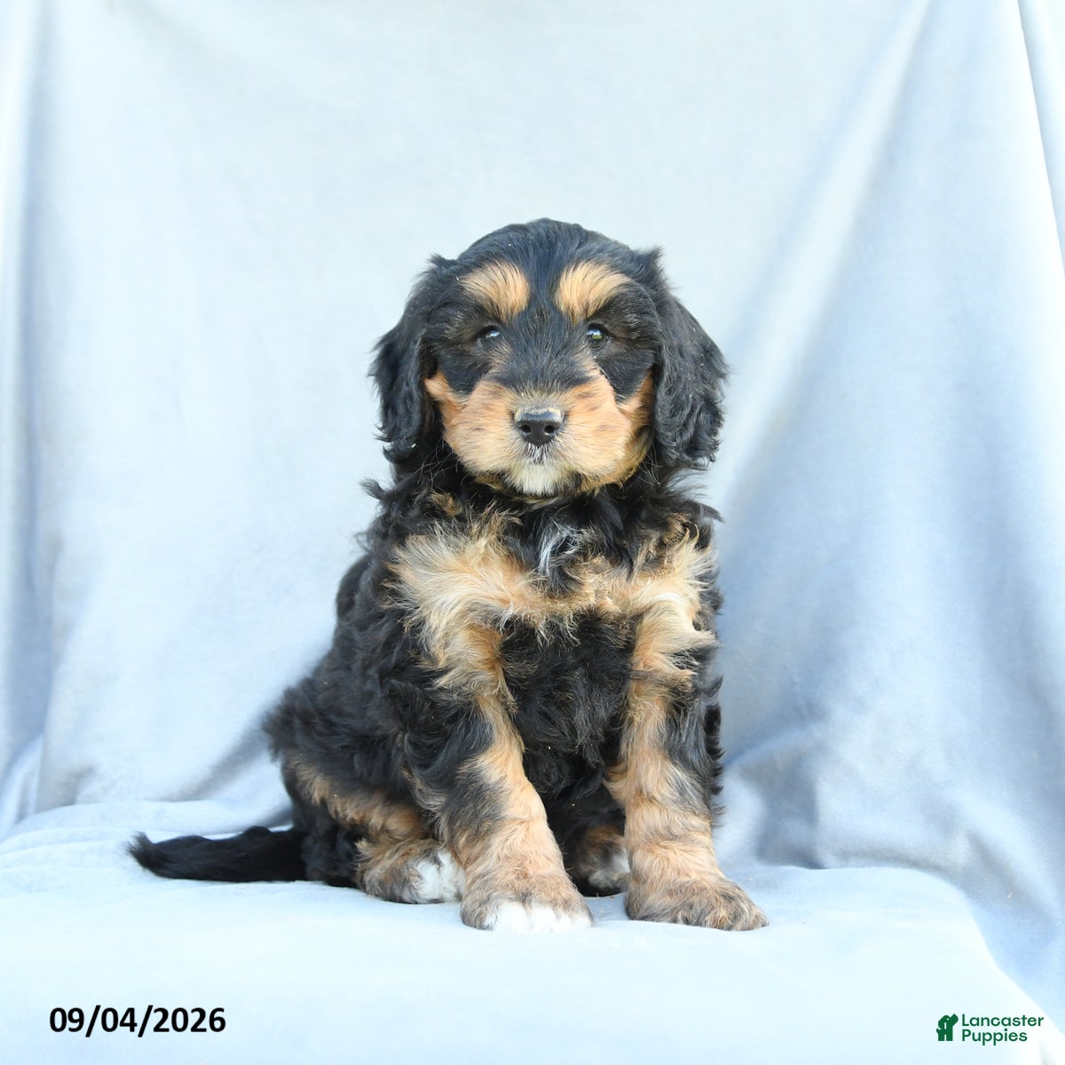 Mini Bernedoodle dogs Marigold - Ad 1