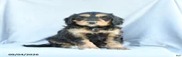 Mini Bernedoodle dogs for sale: Marigold - Ad 1