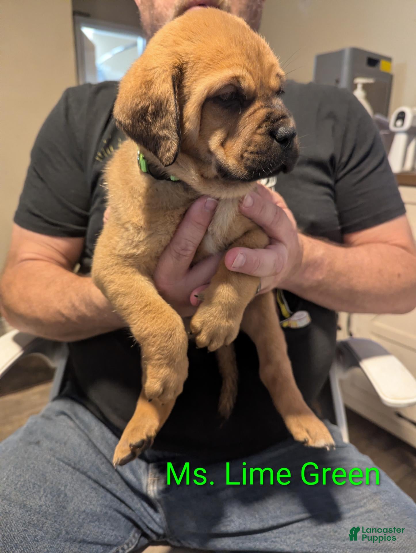Mixed Breed dogs Ms. Purple - Ad 1