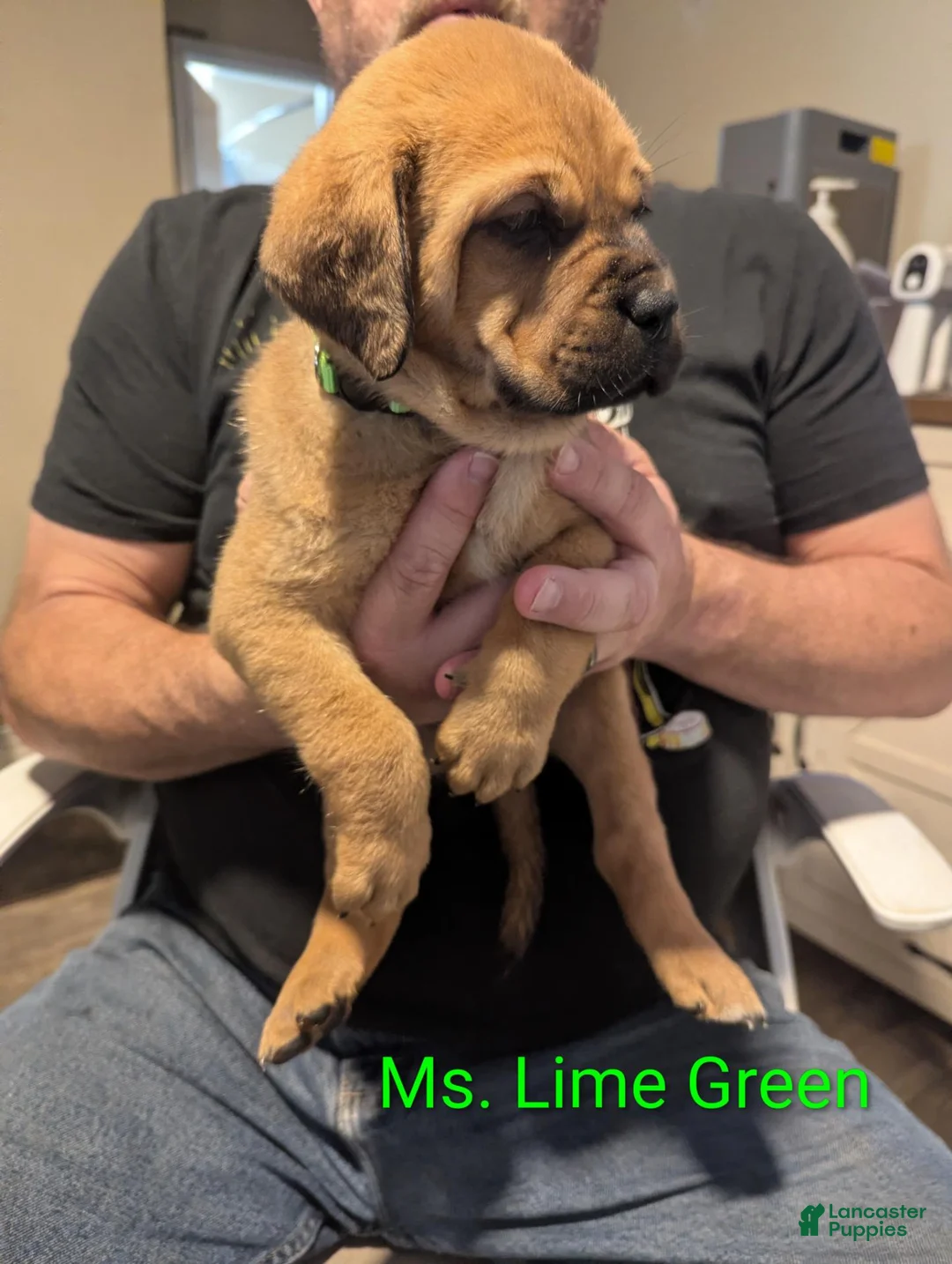 Mixed Breed dogs for sale: Ms. Purple - Ad 1