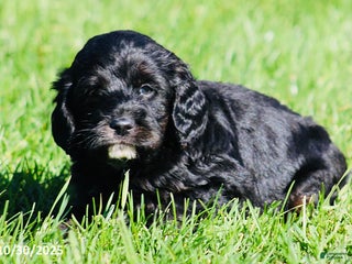 Mixed Breed dogs - Ad 29