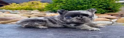 French Bulldog dogs for sale: Turbo - Ad 5
