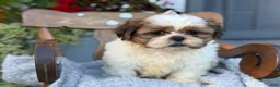 Shih Tzu dogs for sale: Seely - Ad 4