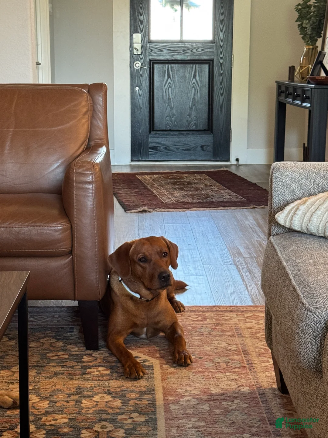 Labrador Retriever dogs for sale: Labrador Retriever Puppy 3 - Ad 2