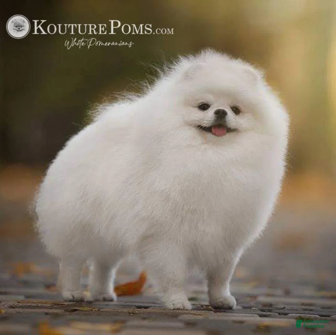 Pomeranian dogs for sale: Sofia - Ad 2