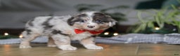 Miniature Australian Shepherd dogs for sale: Lilly - Ad 2