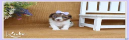 Cavapoo dogs for sale: Kate - Ad 1
