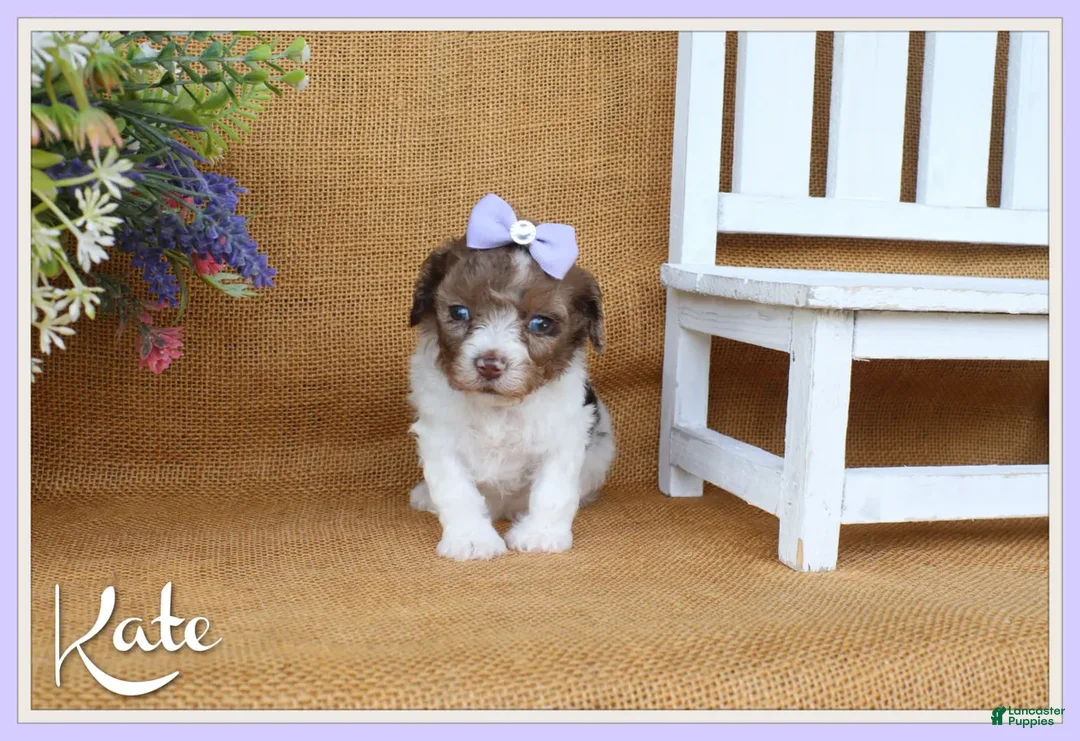 Cavapoo dogs for sale: Kate - Ad 1