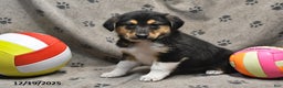 Mixed Breed dogs for sale: Kaci - Ad 3