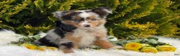 Toy Australian Shepherd dogs for sale: Tucker  - Ad 13