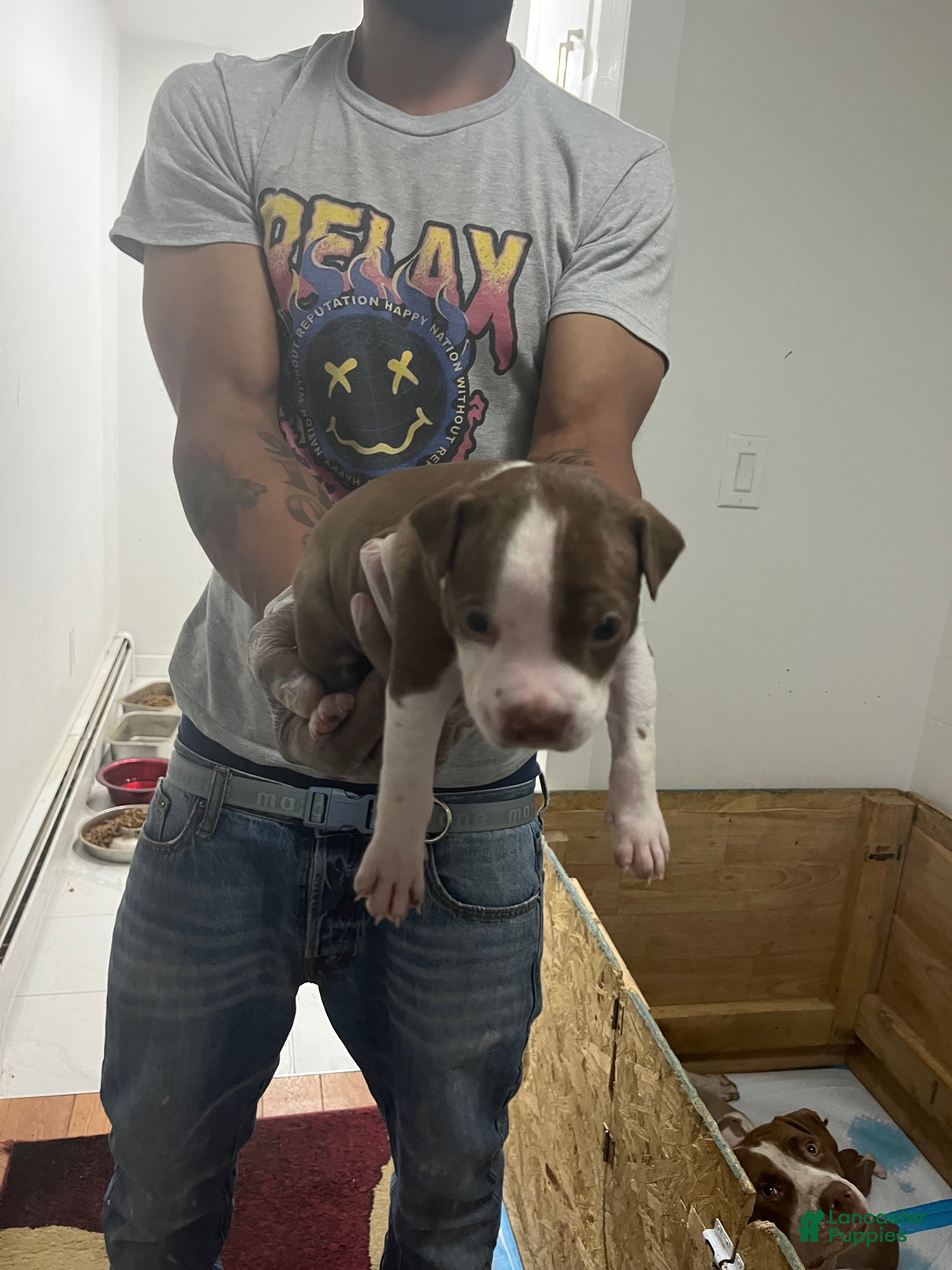 American Pit Bull Terrier dogs American Pit Bull Terrier 3 - Ad 24