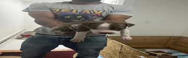 American Pit Bull Terrier 3