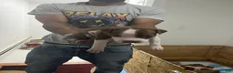 American Pit Bull Terrier dogs for sale: American Pit Bull Terrier 3 - Ad 1