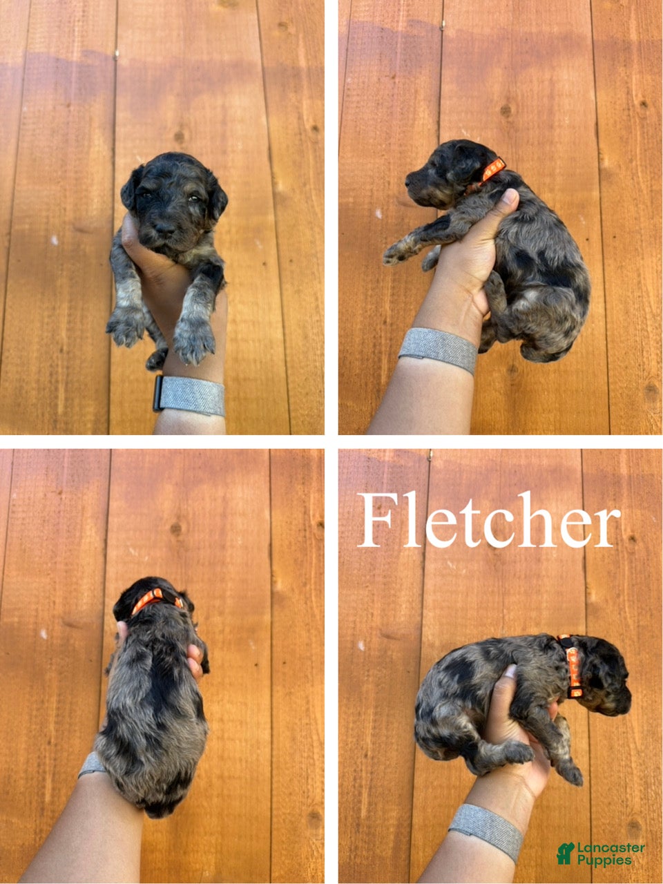 Standard Poodle dogs Fletcher  - Ad 2