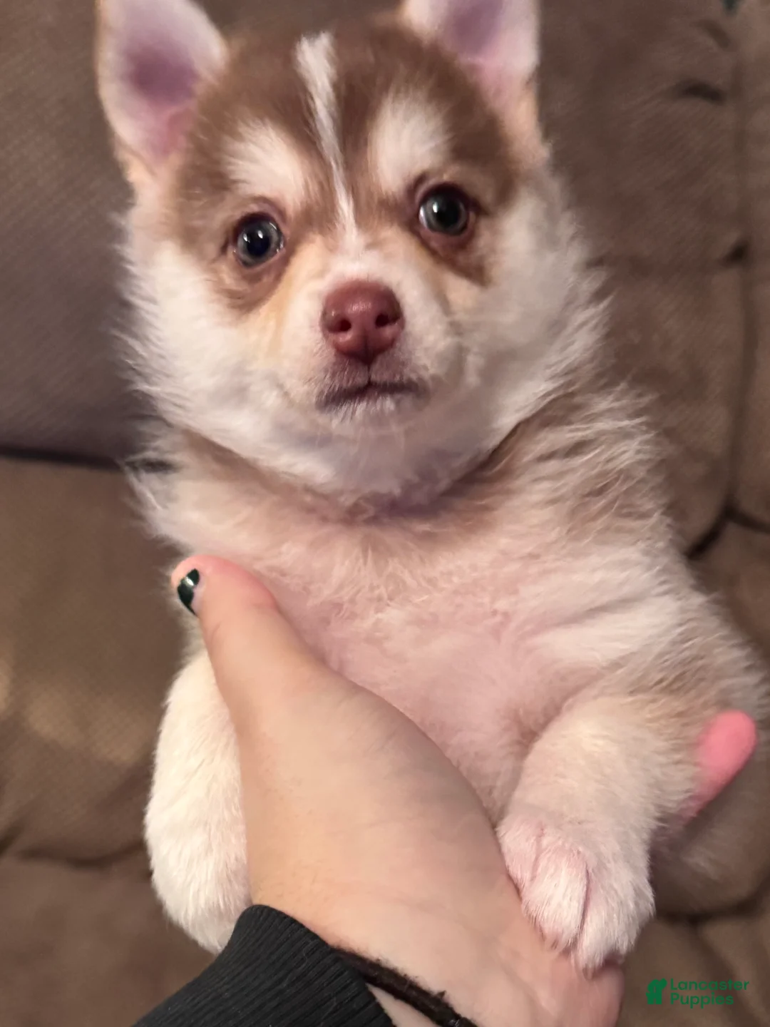 Pomsky dogs for sale: Pomsky Puppy 2 - Ad 2