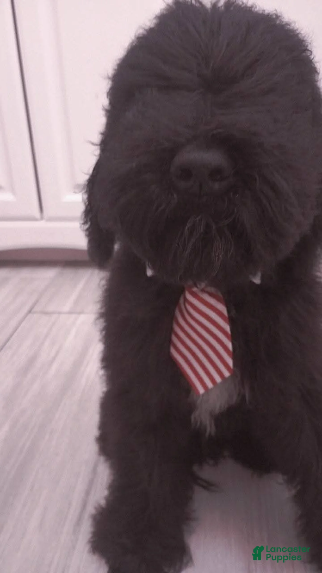 Standard Poodle dogs for sale:  Puppy 1 - Ad 2