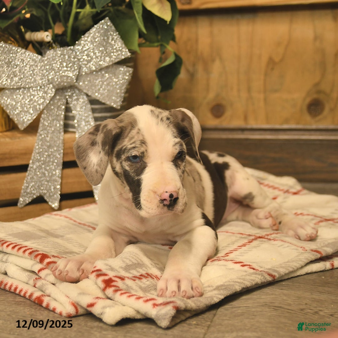 Great Dane dogs for sale: Arwin  - Ad 3