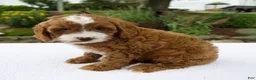 Cavapoo dogs for sale: Ginger - Ad 3