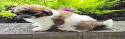Teddy Bear dogs for sale: Tommy - Ad 3