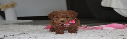 Bichpoo dogs for sale: Sunny - Ad 5