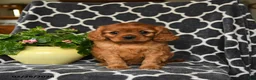 Cavalier King Charles Spaniel dogs for sale: Redhead - Ad 5
