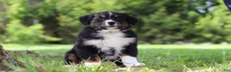Bernese Mountain Dog dogs for sale: Spencer - Ad 1