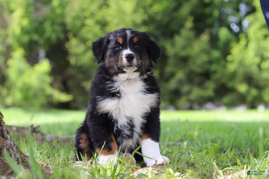 Bernese Mountain Dog dogs for sale: Spencer - Ad 1