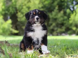 Bernese Mountain Dog dogs for sale: Spencer - Ad 3