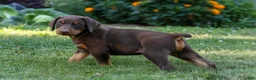 Doberman Pinscher dogs for sale: GEMMA - Ad 1
