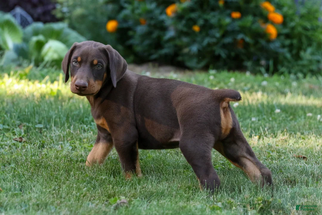 Doberman Pinscher dogs for sale: GEMMA - Ad 1