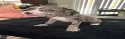 Mixed Breed dogs for sale: Merle 4 - Ad 4