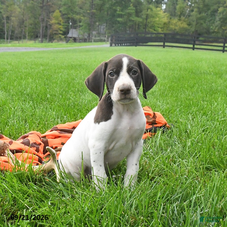 German Shorthaired Pointer dogs Spartin  - Ad 1