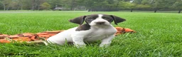 German Shorthaired Pointer dogs for sale: Spartin  - Ad 1